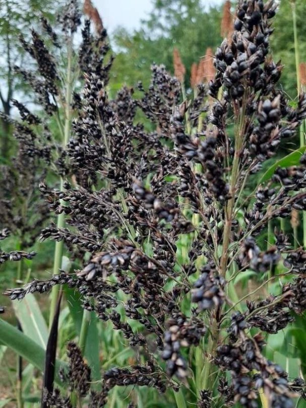 Black Amber cukorcirok - Cukorcirok különlegességek az Egzotikus Növények Stúdiója kínálatából